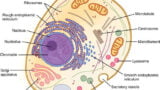 A LEVEL BIOLOGY- 4 LIVE LESSONS